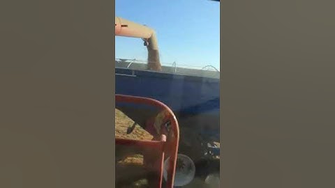 2014 Sask lentil harvest