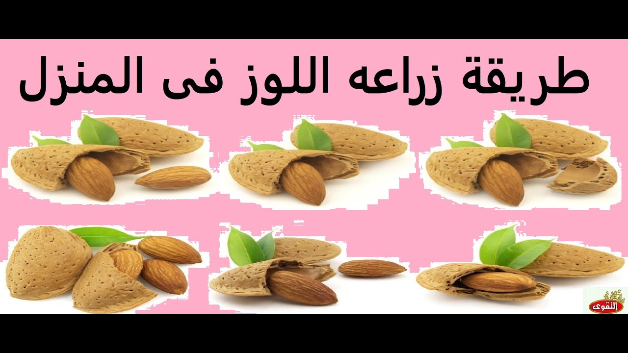 Growing almonds at home YouTube