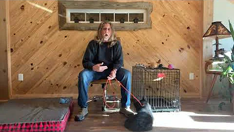 Jim Hodges Dog Training  Puppy Do's and Don'ts | P...