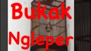 Branjangan Java/Parva Gacor Bukak Sayak isian Kenari,Ciblek dll