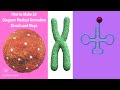 how to create human 3d nucleus|3d model chromosomes|amino acid and histone DNA