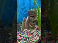 Rate the set up (full tank) #popular #viral #new #upcoming #aquarium #fish #funny #meme #cool #fyp
