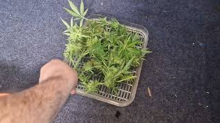 Harvesting milky way planting inc bulk gg4💢💥💢💥💢