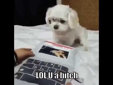 funniest-video-ever!-dog-typing!