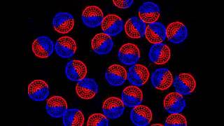 Medium with Spherical 'Soft Body' Particles (SPH)