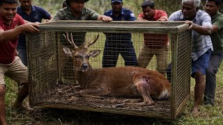 A Cry For Help Rescuing A Barking Deer From Dogs