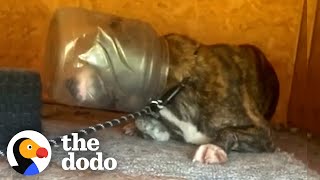 The Sweetest Face Was Stuck In This Jug | The Dodo Pittie Nation