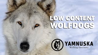 What is a Low Content Wolfdog? Featuring Mawko at the Yamnuska Wolfdog Sanctuary!