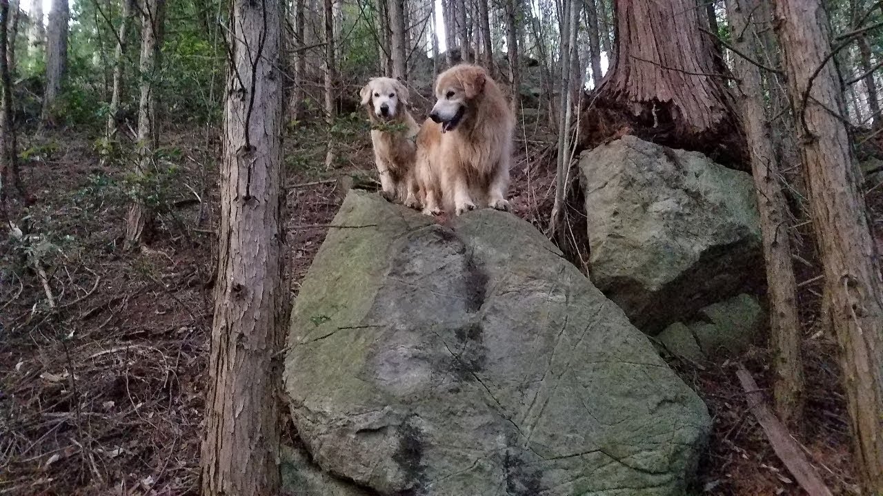 山歩き安全マップ Golden retriever climb huge rock in two places