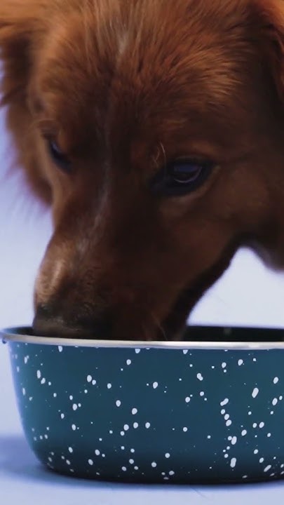 how-long-can-dog-survive-without-water-shorts-youtubeshorts-youtube