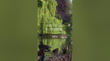 القارئ ياسر الدوسري من سورة النجم