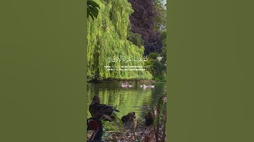 القارئ ياسر الدوسري من سورة النجم