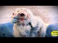 Learn about Milky Eagle Owl Chicks