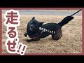 【甲斐犬】いつもと違う散歩コースに張り切り過ぎちゃった犬が無邪気で可愛い!
