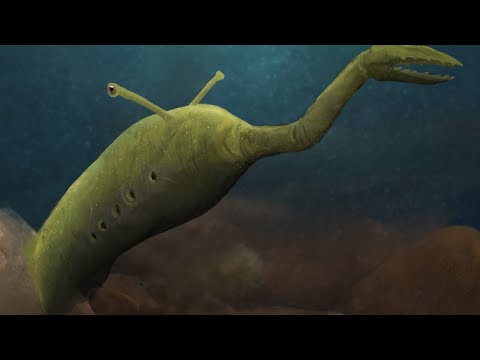 Video: Is amphioxus 'n gewerwelde dier?