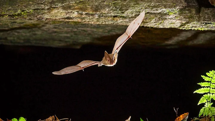 Saving the Virginia Big-Eared Bat
