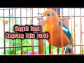Pancingan Anis Merah Macet Mp3 - Mp4 Download