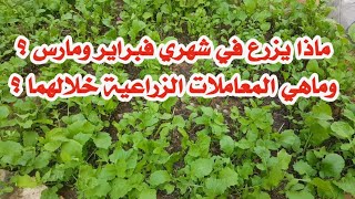 ماذا يزرع بشهري فبراير ومارس ؟ وماهي المعاملات الزراعية خلالهما ؟