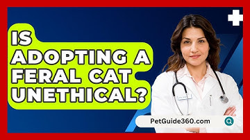 Is Adopting A Feral Cat Unethical? - PetGuide360.com