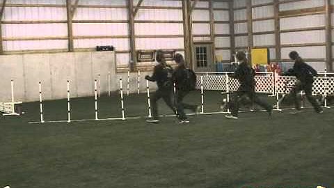 Dartfish StroMotion of dog agility weave poles