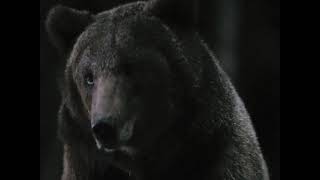 Bear (Furry Vengeance 2010) Sounds