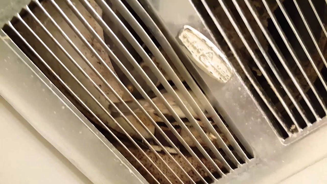 Bird Flies into bathroom through exhaust fan vent - YouTube