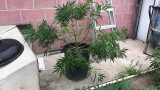 CaliGrow 2019 Beginner tips bending your marijuana plant to maximize yield