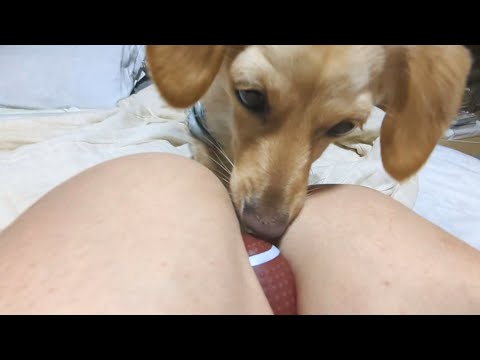 Playing ball with a dachshund dog