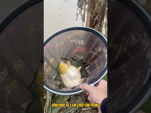 Câu cá con sông gần nhà đầy ẩn số #fishing #cauca