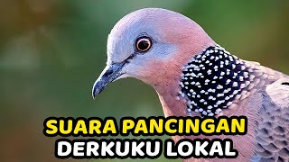 SUARA TEKUKUR GACOR | SUARA PIKAT TEKUKUR DURASI PANJANG PALING AMPUH 2025
