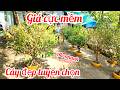 A Dương 0973543264 giao lưu lô cây mai giảo Thủ Đức tàng tròn đẹp giá cực mềm 24/5 |MaivàngThanhTâm