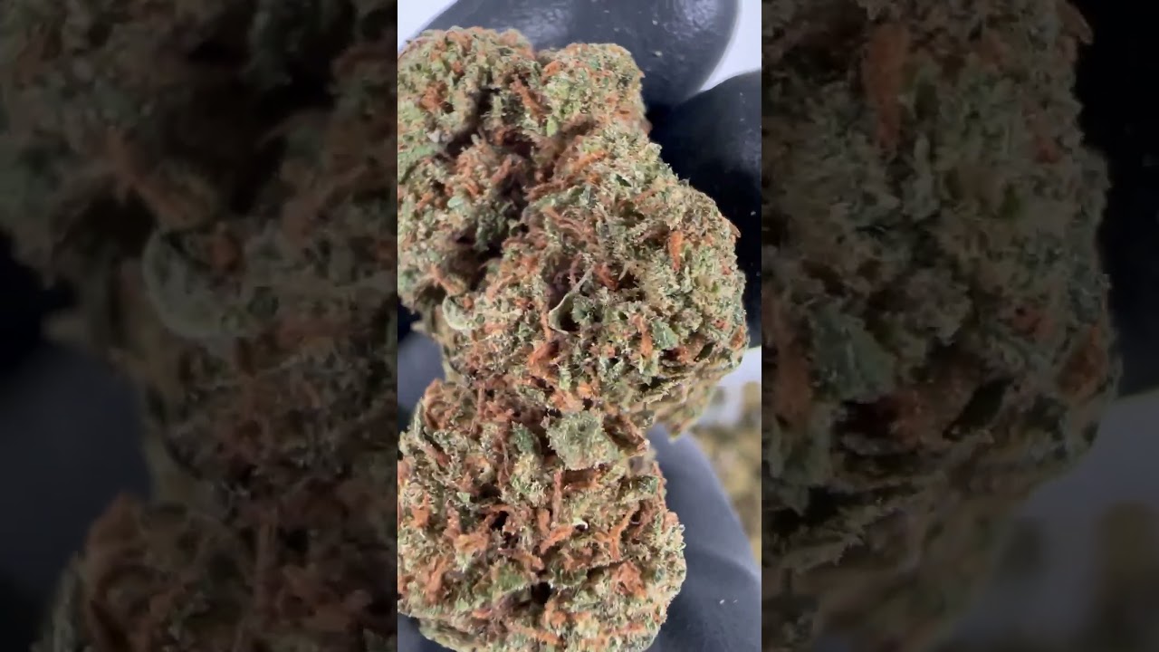 CBD Strawberry Haze - Cannabis Legale