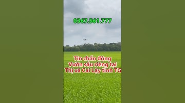 Bán vườn sầu riêng đường xe ô tô giá ngộp tại TX Cai Lậy, Tiền Giang #bdstiengiang #vuonsaurieng