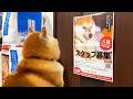 求人に応募する柴犬