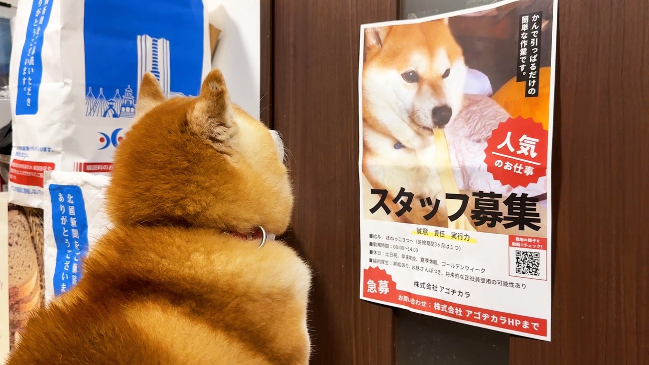 求人に応募する柴犬