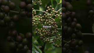 5 Tips to Identify Poisonous Plants in the Wild