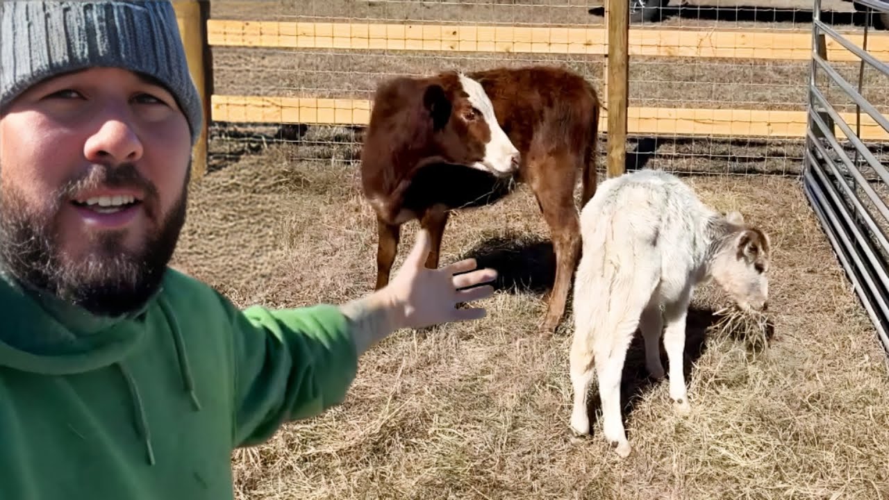 I Bought Two Cows For My Farm