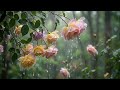 Soft Rain in a Peaceful Garden 🌧️ Calm Rain Sounds for Deep Sleep 4k-HDR