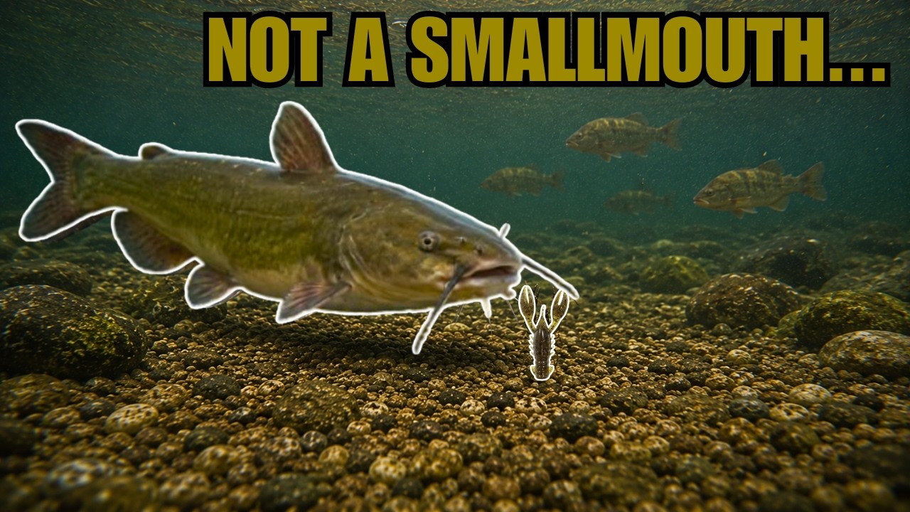 I hooked something HUGE… (not a bass)