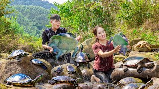 Harvesting BABA ( Turtle ) On Giant Stone Stream Goes to the market sell