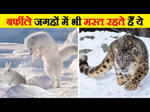 वीडियो: ठंडे खून वाले जानवरों को गर्मी क्यों पसंद होती है?