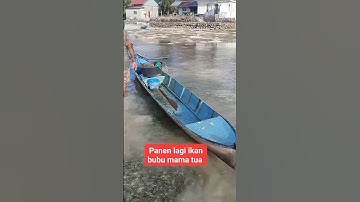 Panen ikan hasil bubu #fishing #mancing #ikanlautsegar #fish #viral