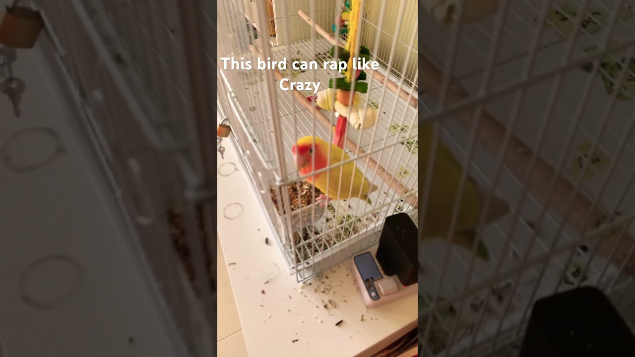 Go watch the full song 