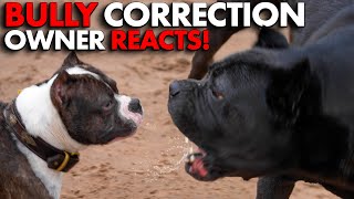 Cane Corso CORRECTS BULLY Owner Reacts! 