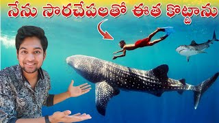 నేను సొరచేపలతో ఈత కొట్టాను | I swam with Whale Sharks