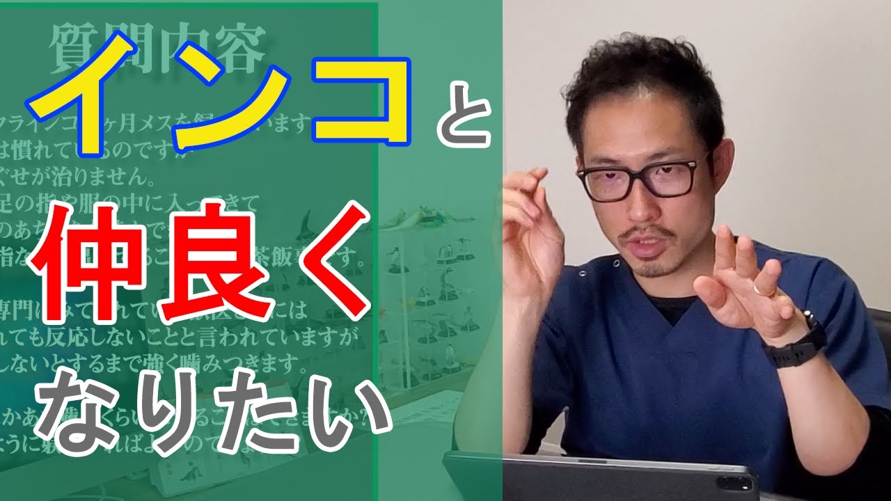【質問コーナー】怖がるインコと仲良くなりたい、インコ用ご飯は脂質が多いの？ヤモリさんのコブの痛風について、カナリアの発情を止めたい、インコが寝るのは薬のせい？インコの噛み癖を直したい、などについて