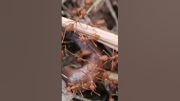 Red Ants Hunting Earthworm Closeup | Nature’s Tiny Predators Macro ASMR #macrophotography