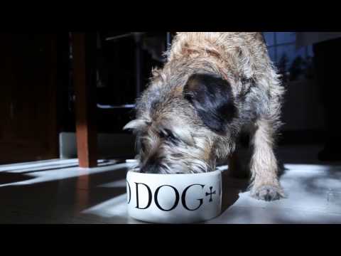 An Introduction To Lily's Kitchen Proper Food for Pets