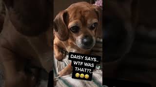 DAISY CAN’T BELIEVE HER EARS🤣🤣🤣