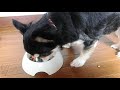 プッチーヌmottomotto食べてみた